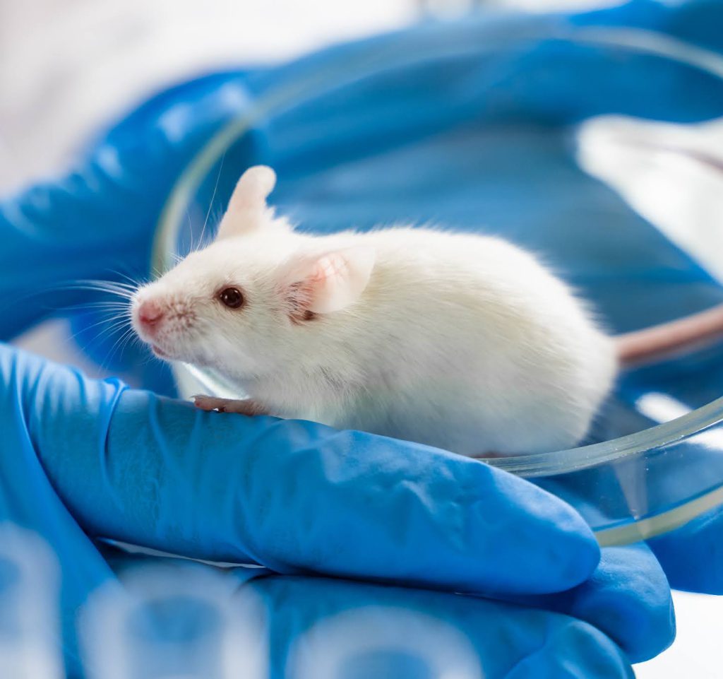 Small experimental mouse is on the laboratory researcher’s hand.